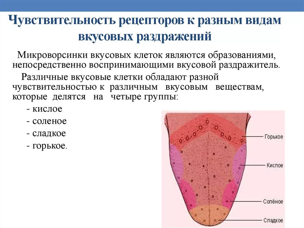 На кончике языка расположены рецепторы чувствительные к. Чувствительность рецепторов к разным видам вкусовых раздражений. Анализатор вкуса строение рецепторов. Схема сенсорной вкусовой чувствительности. Рецепторные клетки вкусового анализатора.