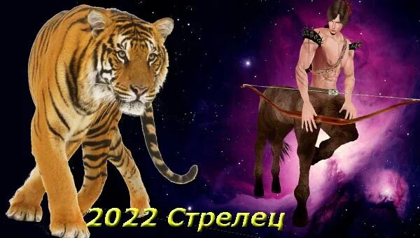 Стрелец тигр 2024