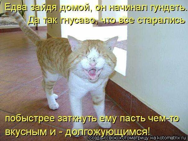 Зашли домой т. Коты орут в целом. Гундеть.