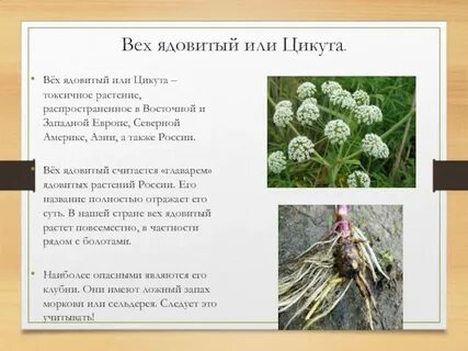Опасный корень
