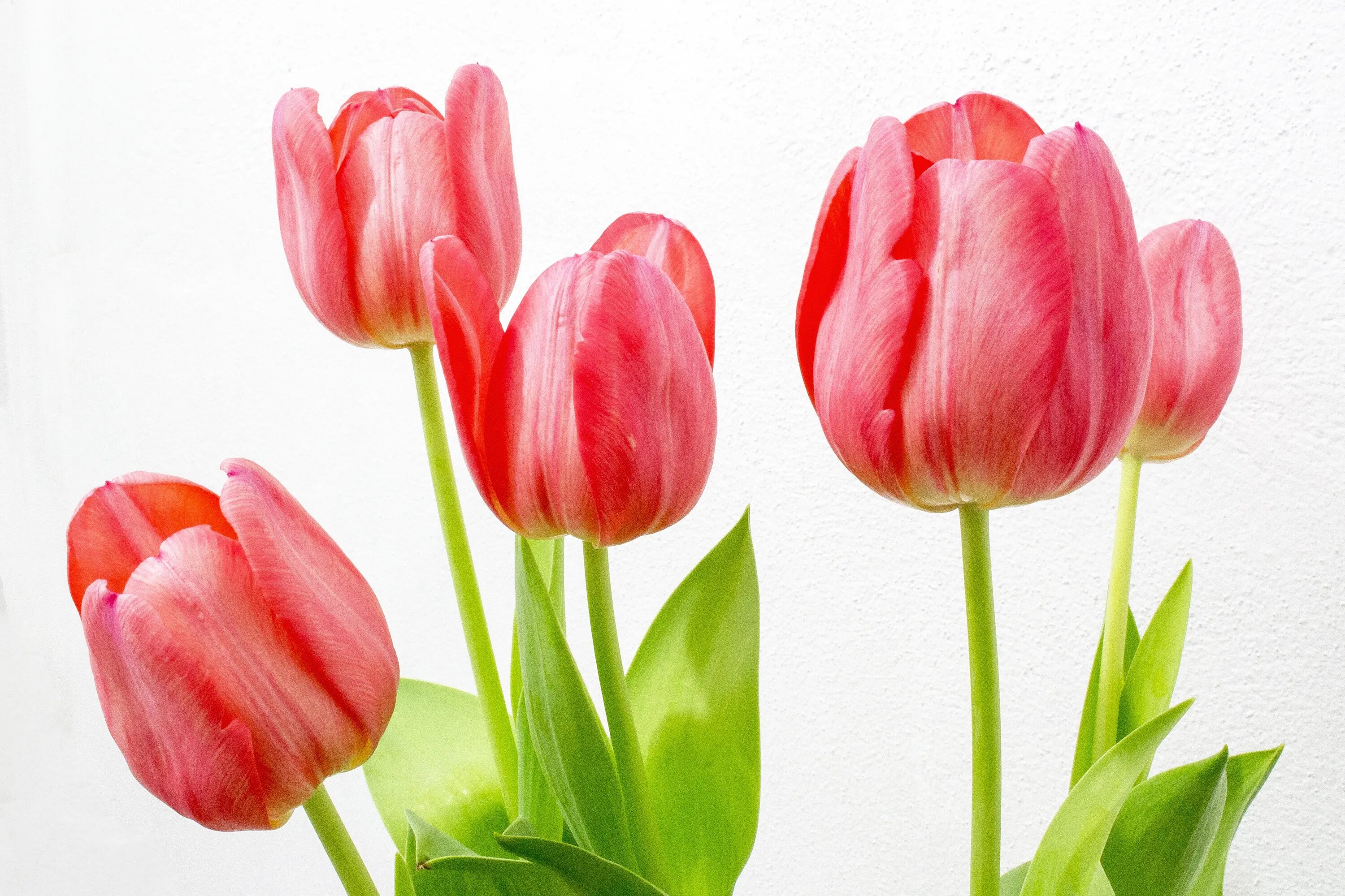 Умачка Tulip. Цветы тюльпаны. Розовые тюльпаны. Тюльпаны 1.