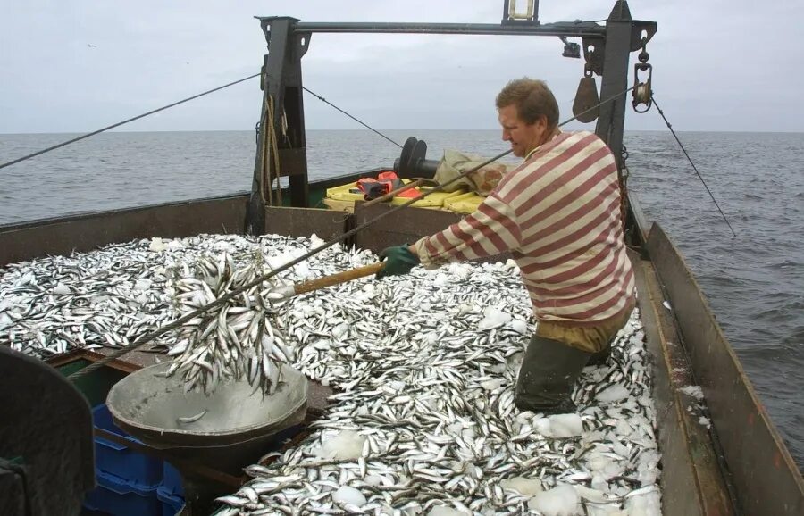 Общий допустимый улов. Суда а Балтийском море промышленное рыболовство. Добыча рыбы. Рыбная промышленность дальнего Востока. Рыбный промысел.
