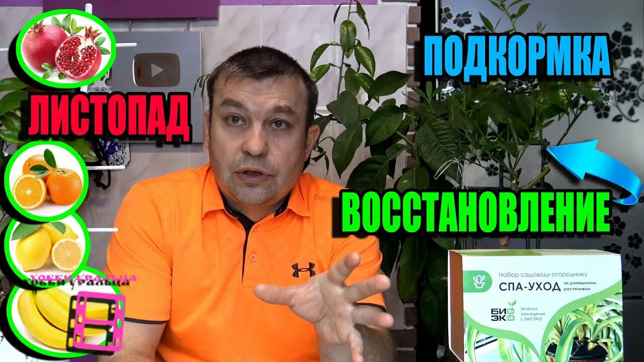 Цитрус полив. Удобрение для цитрусовых. подкормка цитрусовых по цвету листьев.