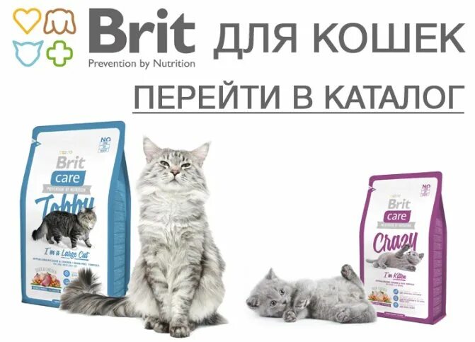 Брит премиум Кеа для кошек. Brit Premium логотип. Brit корм для кошек реклама. Brit Care линейки для кошек. Что значит брит