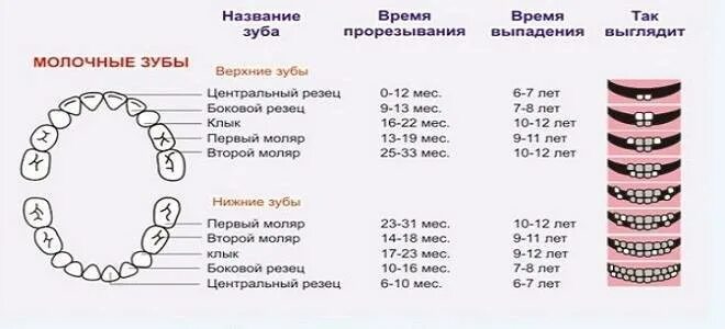 Все ли молочные зубы меняются на постоянные. Зубы у детей схема прорезывания постоянных зубов у детей. Норма прорезывания зубов у детей до 2 лет. Когда лезут зубы у ребенка таблица. Кол во молочных зубов у ребенка 1 года.