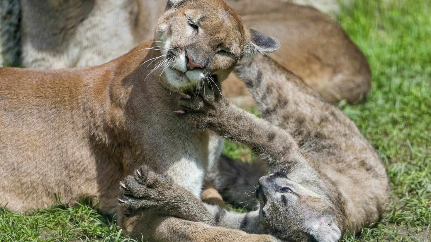 Animal mums. Флоридская Пума с детенышами. Пума животное детеныш. Пума зверь детеныш. Пума Кугуар горный Лев котята.