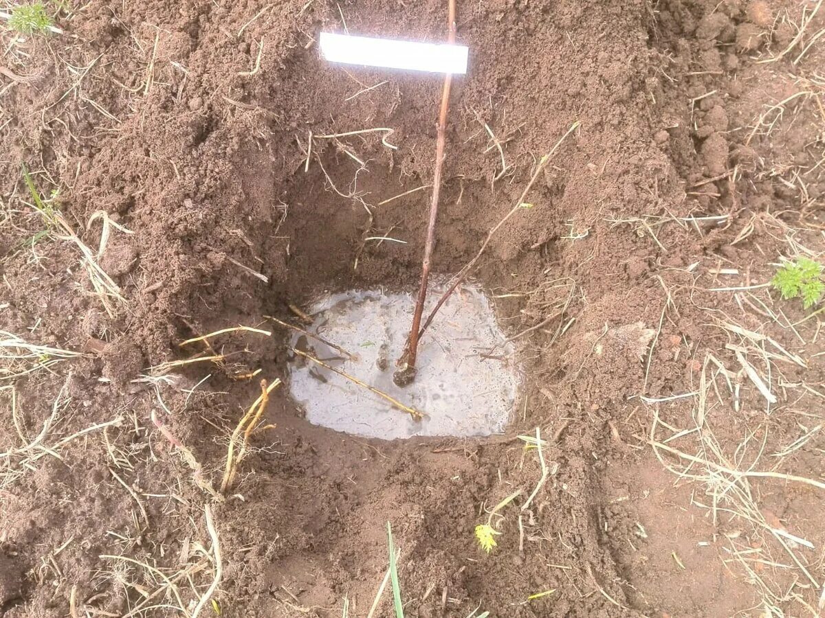 Траншейная посадка малины. Посадка малины редками. Саженцы малины с корнем. Подвязка ремонтантной малины. Мульчирование ремонтантной малины.