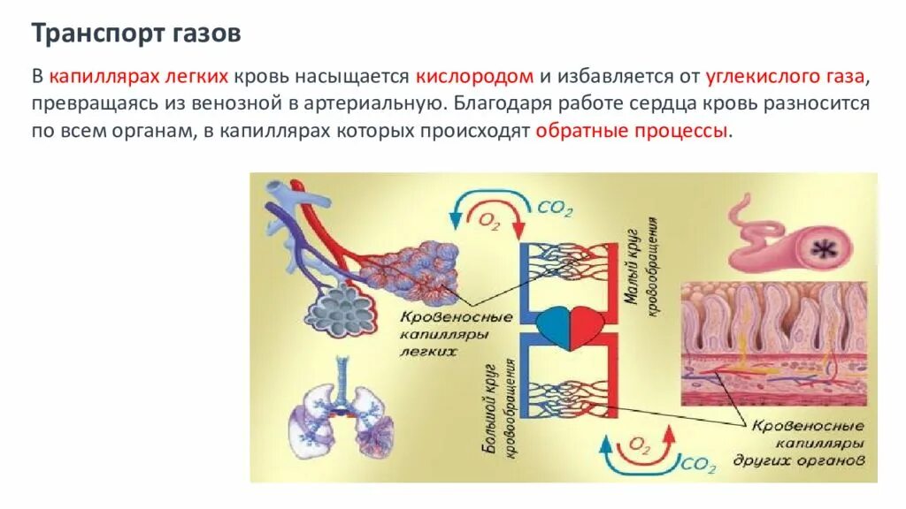 Соединение кислорода в крови. Транспорт дыхательных газов кровью. Механизм транспорта газов кровью. Транспорт кислорода от легким к тканям. Транспорт газов в легких.