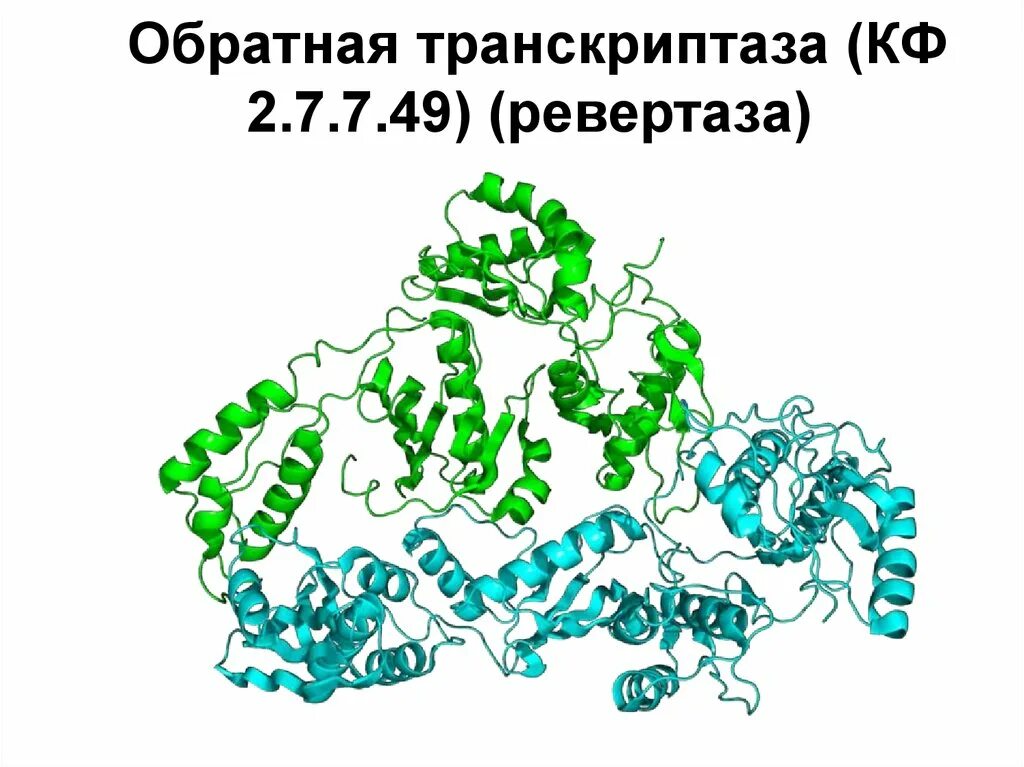 РНК транскриптаза. Транскриптаза это фермент. Фермент ревертаза. Обратная транскриптаза вируса. Обратная транскриптаза