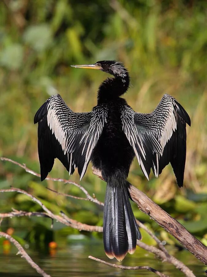 Большие птицы. Крупные черные птицы. Большая чёрная птица. Чёрные высокие птицы.