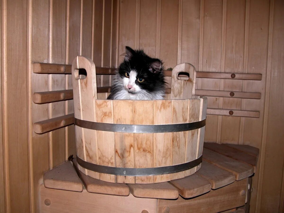 Котик в бане. Коты в бане. Юрий алексеев кот сарделькин в бане. Кулыгин николай леонидович художник. Маскаев александр художник домовой.