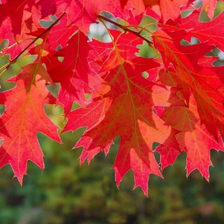 Канадский остролистный дуб. Дуб Quercus rubra. Дуб красный Quercus rubra l.. Quercus rubra (дуб красный) 'Aurea'. Красно черешчатый дуб