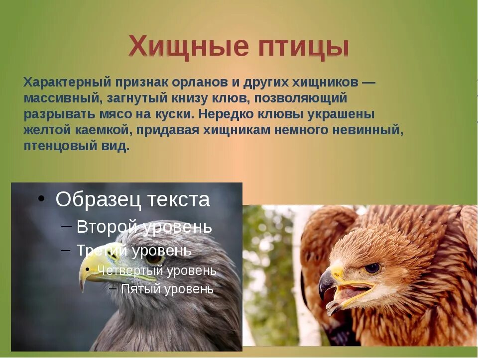 Строение дневных хищных птиц. Представители дневных хищных. Отряд дневные Хищные птицы представители. Дневные Хищные птицы характеристика. Особенности питания птиц