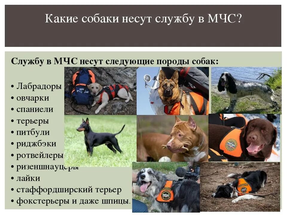 Где используются собаки. Собаки спасатели породы. поисково-спасательная служба собак. собаки спасатели мчс проект. поисково спасательные собаки.