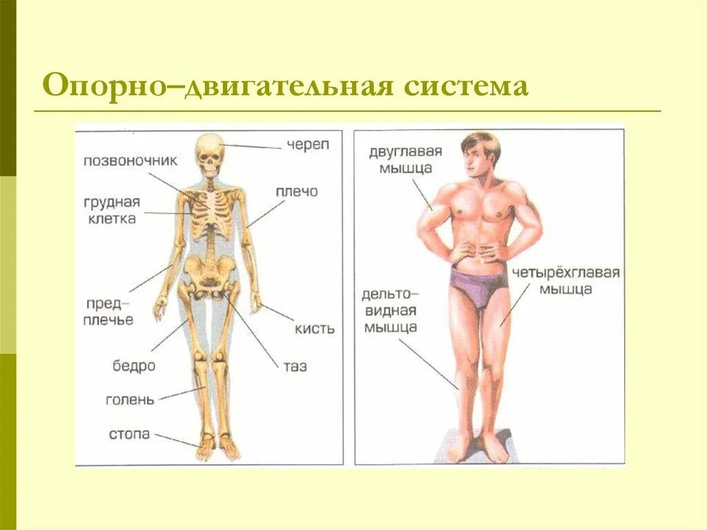 Строение человека 2 класс окружающий мир школа россии. Строение тела человека 3 класс окружающий мир. Структура тела человека. Строение тела человека. Окр мир строение тела человека.