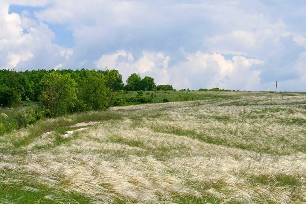 Зыковский лес москва. Букреевы бармы курск. Тут лес тут поле. Тут лес тут поле. Лыткарино лес и поле.