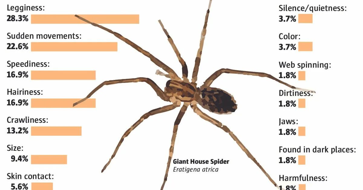 Спайдер транскрипция. How many Legs Spider have. Giant Spider, Talon Spider и Blade Spider на карте. Hobo Spider characteristics.
