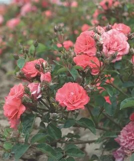 Rose fast