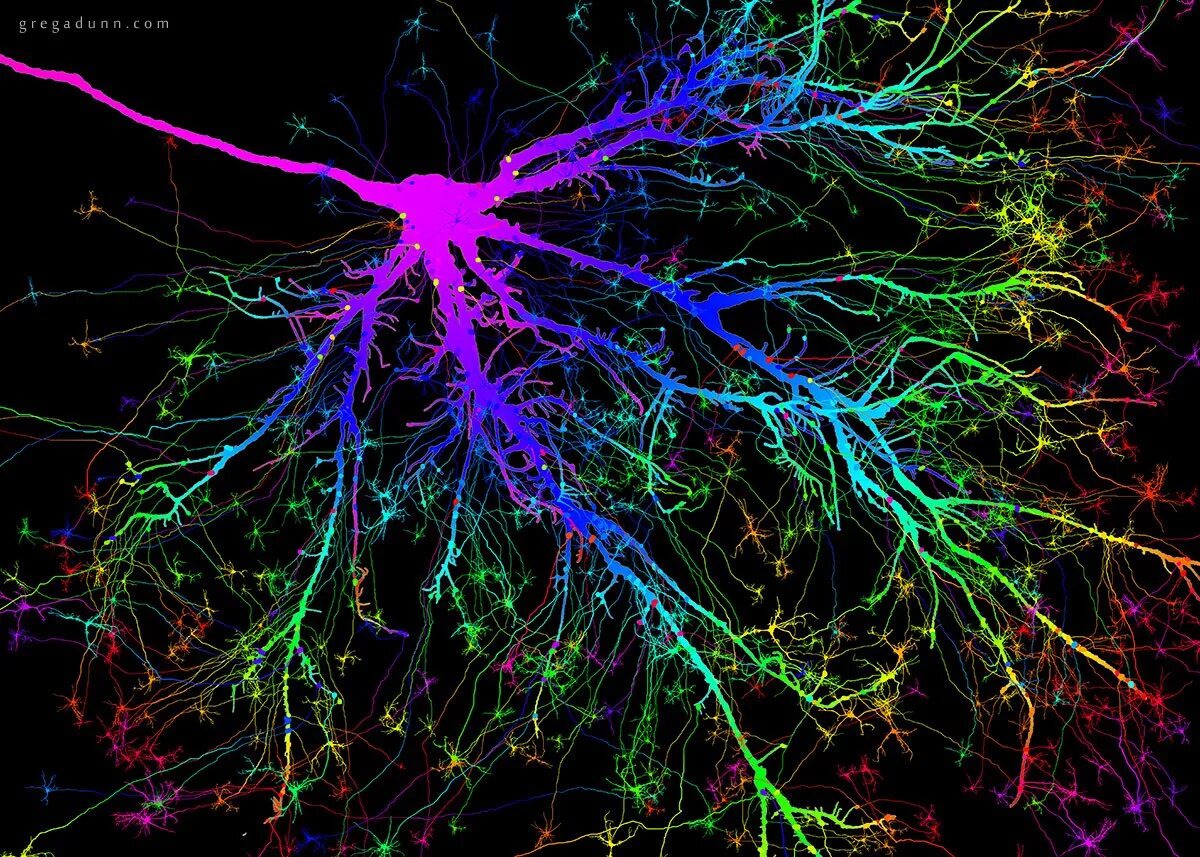 Нейронная сеть человеческого мозга. Что такое нейтрон в головном мозге. Нейронные связи. Нейронные связи в мозге. Нервные клетки головного мозга.