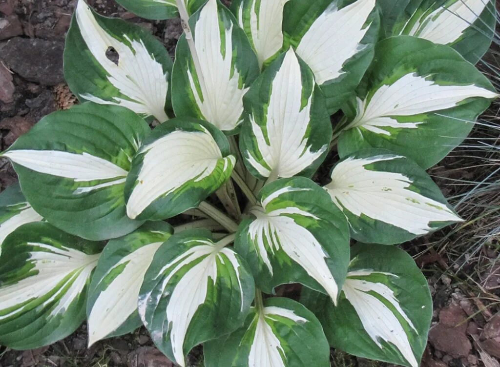 Хоста фанни маус. Хоста vulcan. Хоста вулкан. Хоста вулкано айленд. Хоста vulcan.