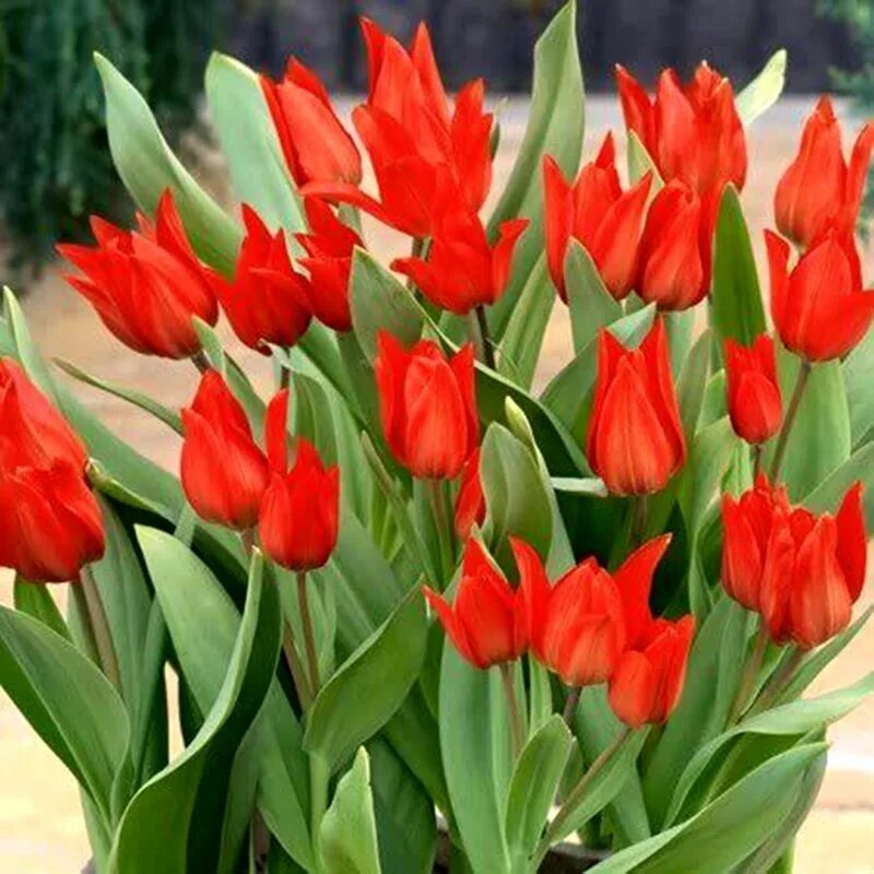 тюльпан версаче бахр. тюльпан престанс цваненбург (praestans zwanenburg). тюльпан lobke. тюльпан реал тайм. тюльпан кэннонболл.