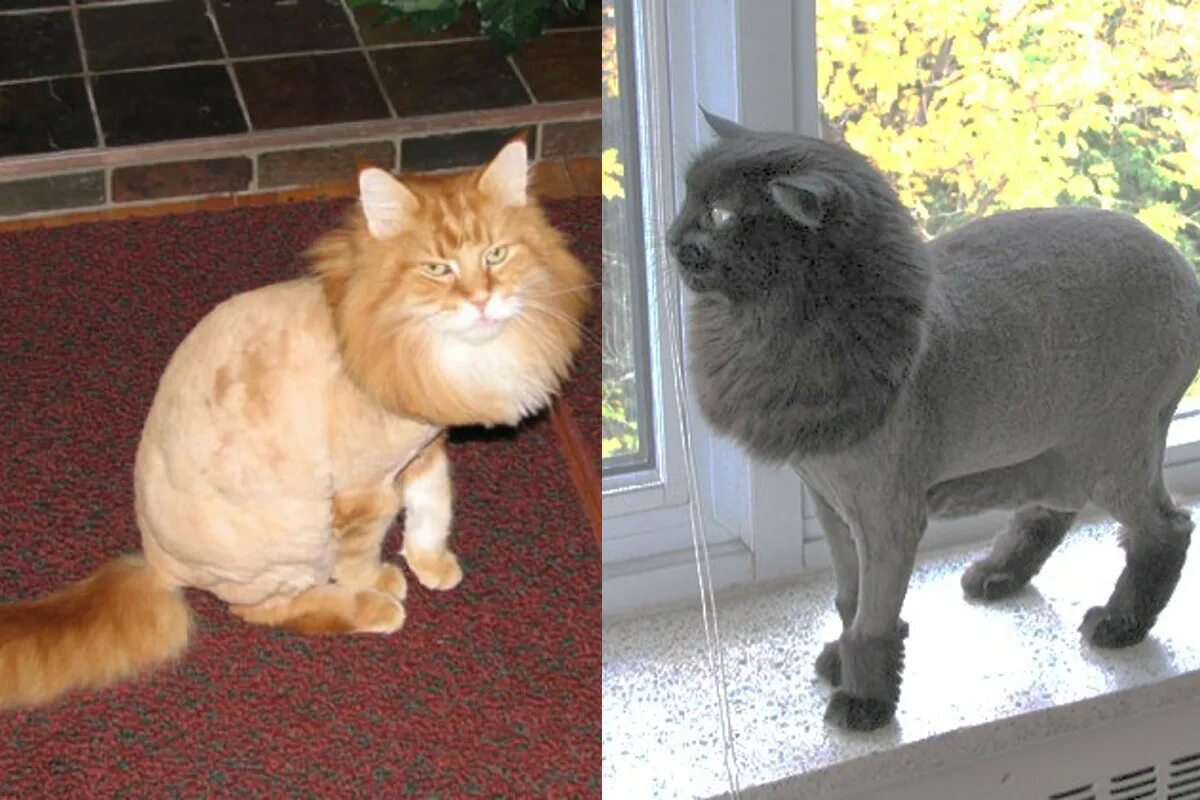 Как подстричь кота. Стрижка котов. стрижка кота под льва. стрижка длинношерстных кошек. стрижка экзотов под льва.