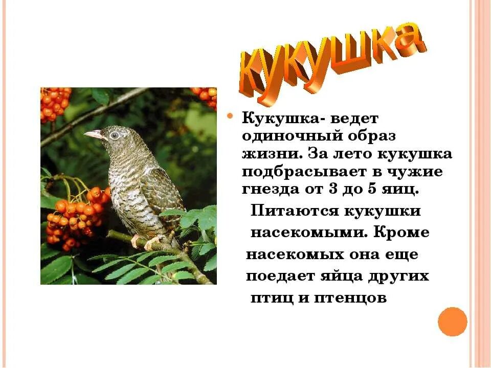 Птица кукушка жизнь