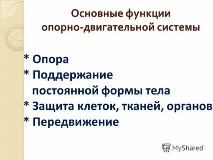 Опорно двигательная система клетки
