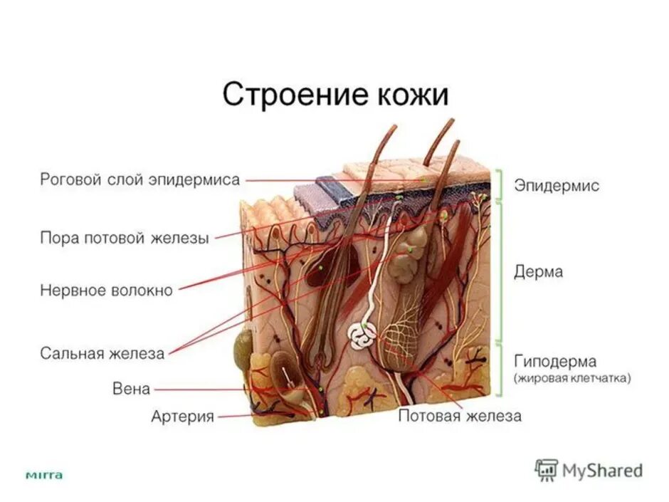 Строение эпидермиса кожи человека рисунок. Строение кожи роговой слой дерма. Слои кожи эпидермис дерма гиподерма потовые железы. Слои кожи схема.