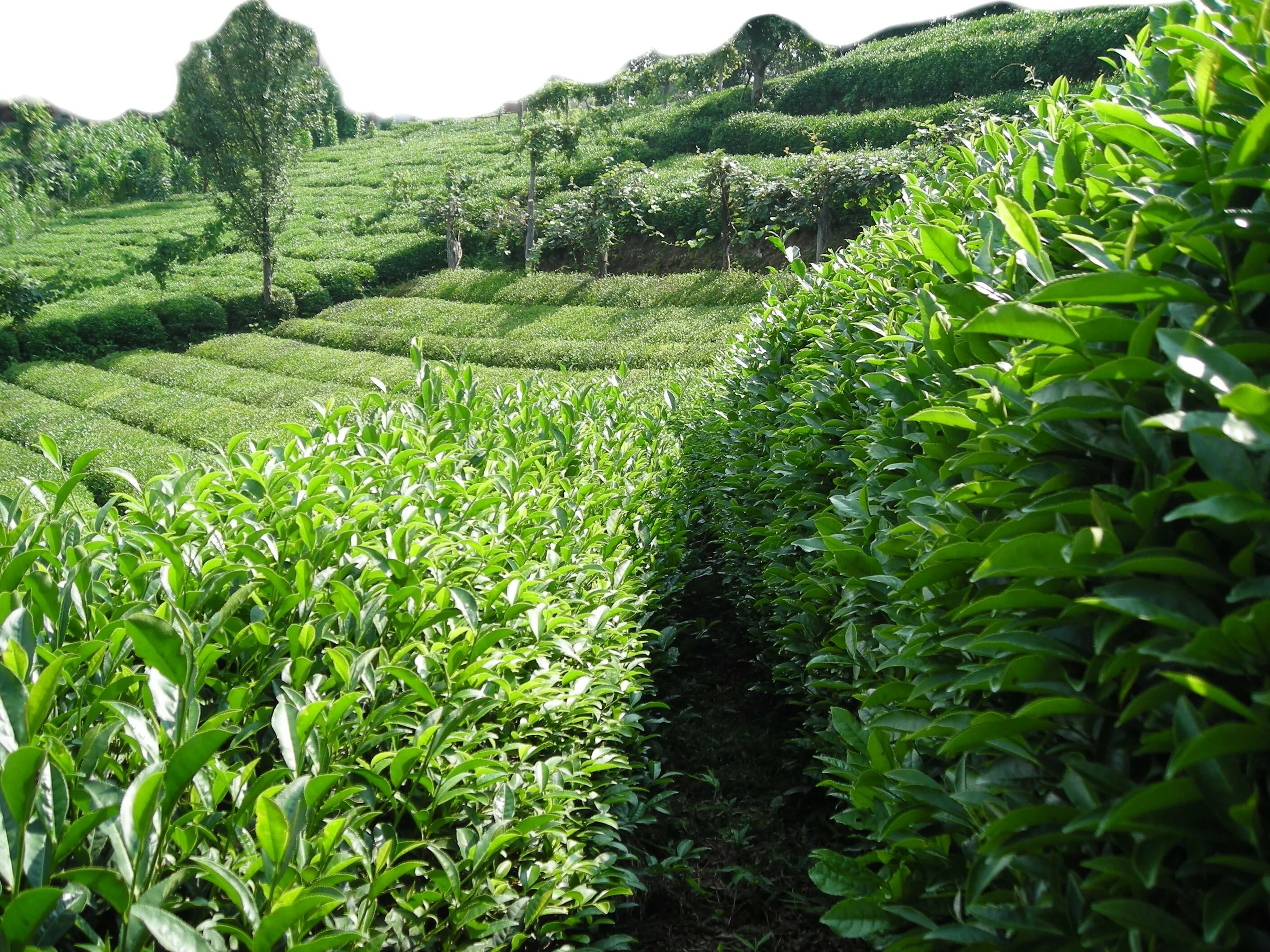 В россии растет чай. Плантации чая в Турции. Чайные плантации в Турции. Чайные плантации Мацесты. Чайные плантации Керичо Кении.