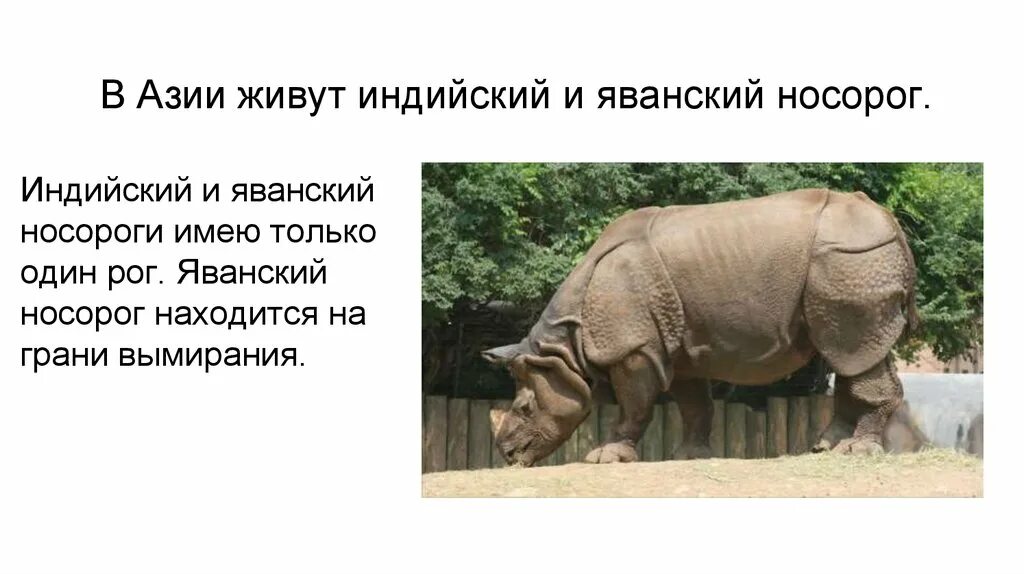 Международная красная книга животных белый носорог. Яванский носорог красная книга. белый яванский носорог. индийский носорог красная книга. сообщение о носороге.