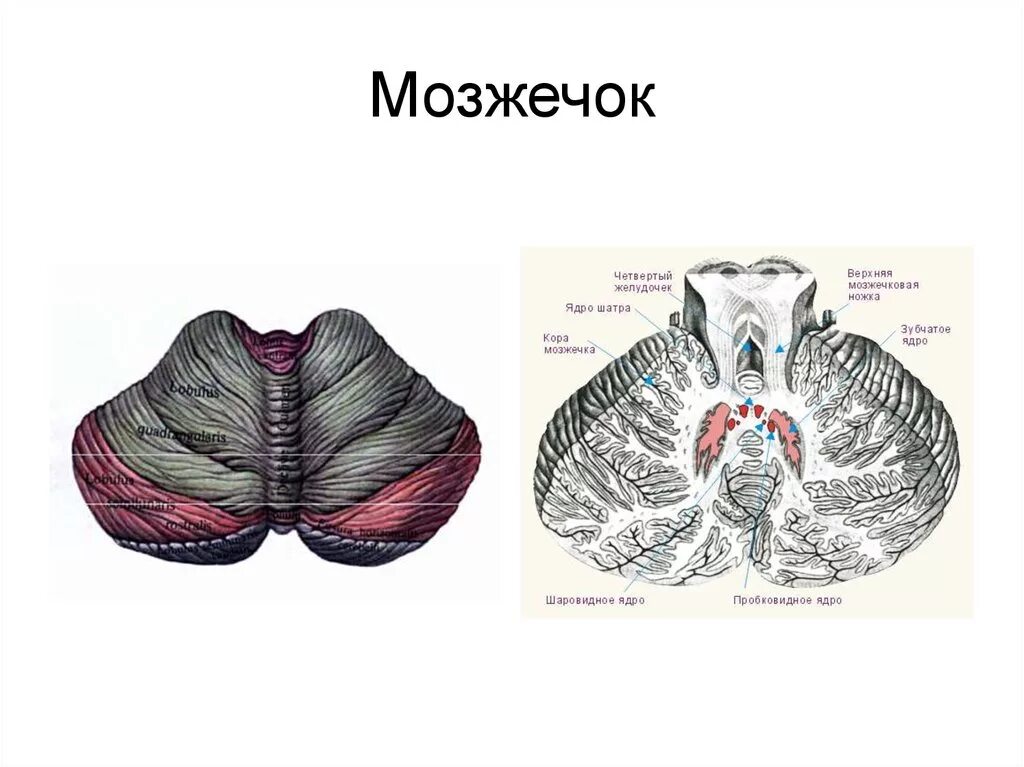 Как выглядит мозжечок. Строение мозжечка в разрезе. мозжечок вид сбоку. мозжечок картинки анатомия. мозжечок (cerebellum).