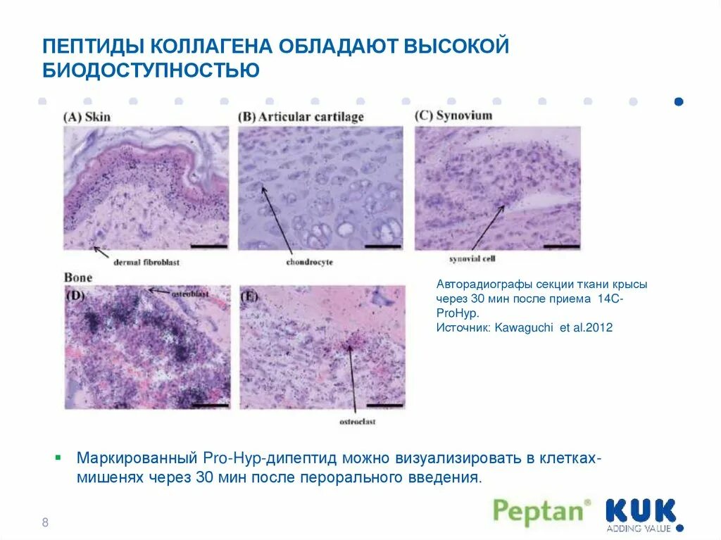 Пептиды коллагена. Пептиды коллагена строение. Синтез коллагена. Коллаген структура.