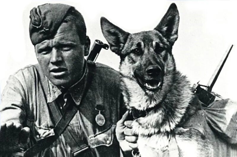 Диверсант во время войны. Собака Великой Отечественной войны Джульбарс..