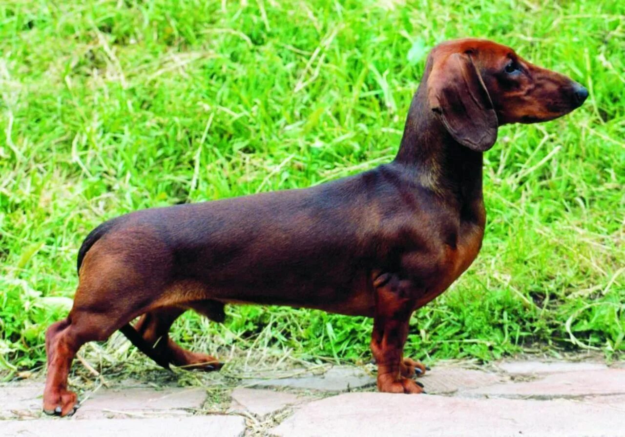 Как выглядит собака породы такса Dachshund Products, Apparel and Gifts Dachshund-Central Clever dog, Dachshund br