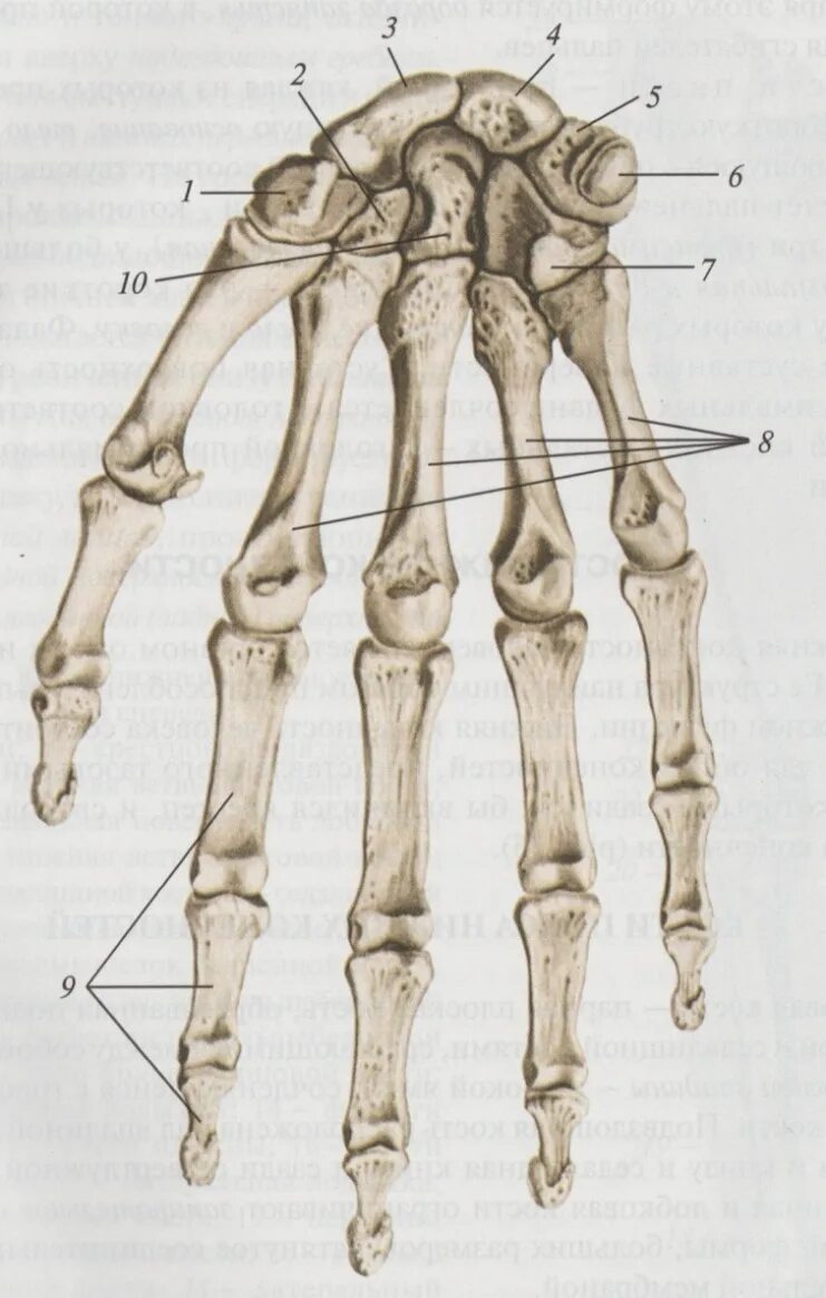 Анатомия стопы кости гороховидная. Анатомия пясти человека. Скелет кисти руки человека анатомия. Строение костей кисти вид спереди.