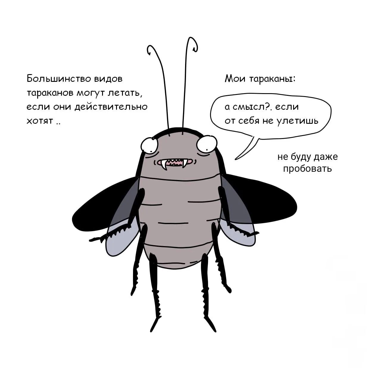 Тараканы строго не летающие. Летающие тараканы. летучие тараканы. большой летающий таракан. летающий таракан фото.
