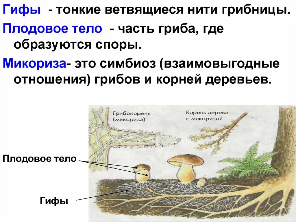 Мицелий гриба гиф. Гифы, плодовое тело, микориза,. Микориза это часть грибницы. Строение гриба гифы мицелий. Строение гифов грибов.