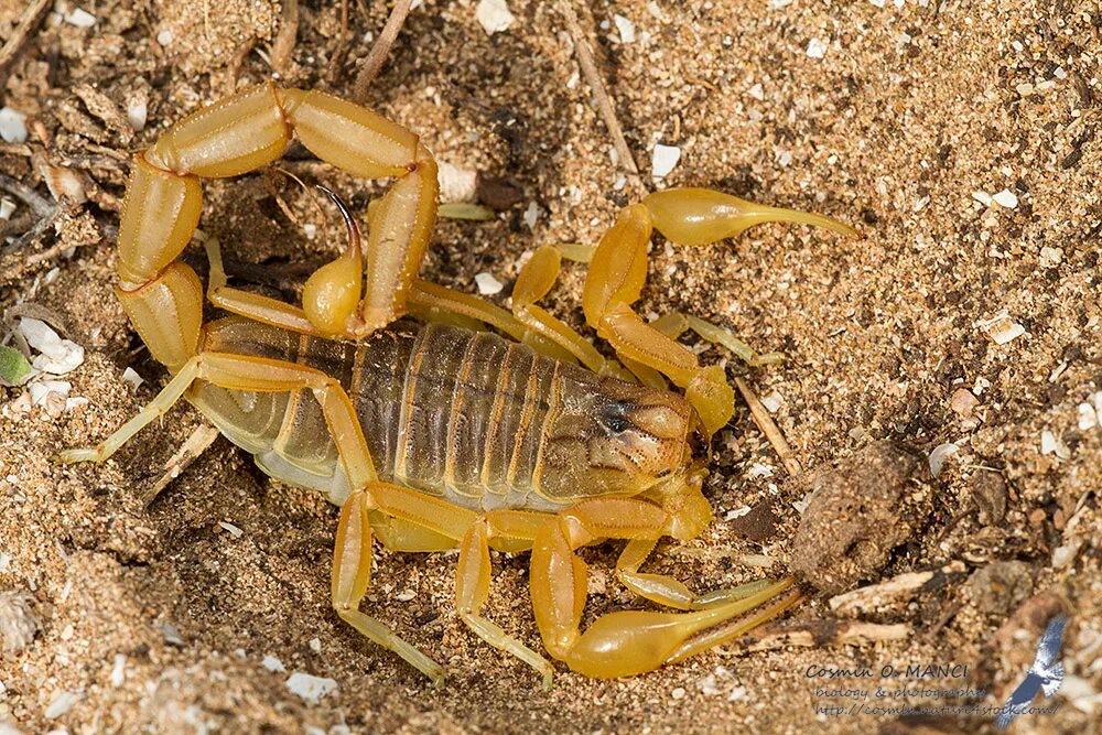 Скорпион 21 августа 2023. Скорпионы Androctonus Australis. Androctonus amoreuxi. Арабский желтохвостый андроктонус Скорпион. Желтый толстохвостый Скорпион.