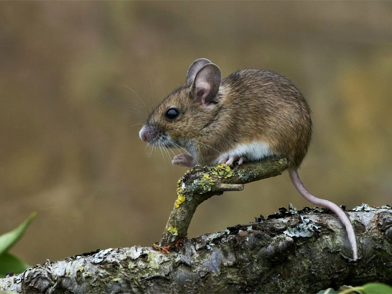 Обыкновенная полёвка. Желтогорлая полевка. Полевка обыкновенная норы. Мышь полевка. Мышь лесная полевка.