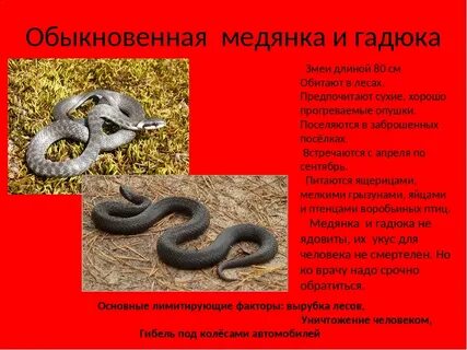 Гадюка обыкновенная систематические категории