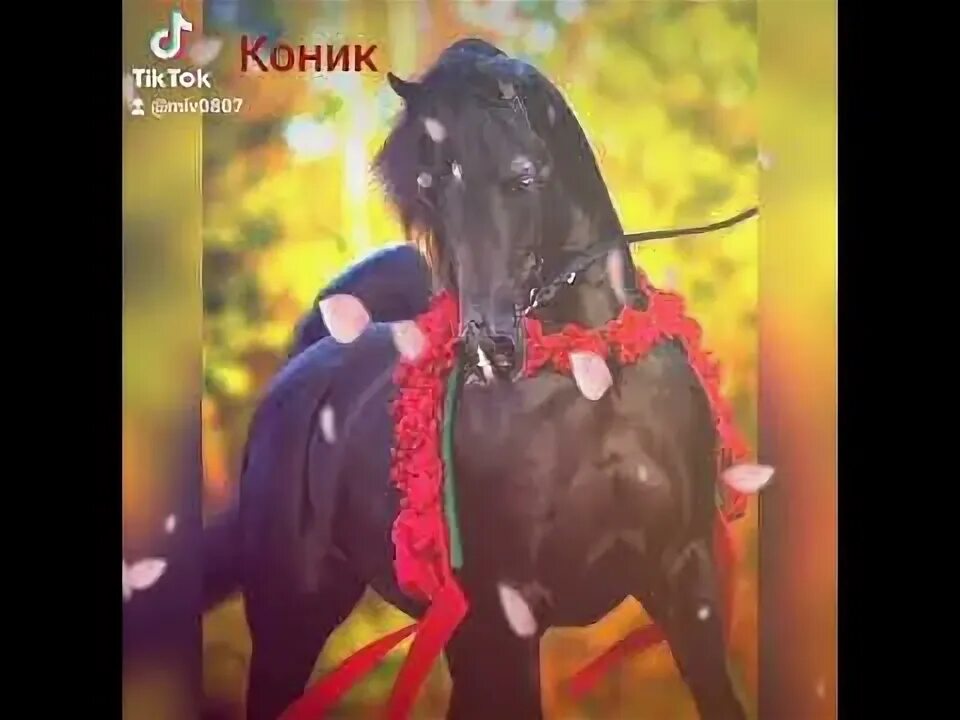 Коники. Песни конников. Коник мои коник лезгин белаш. Песни конников. Текст песни коник мой коник лезгин.