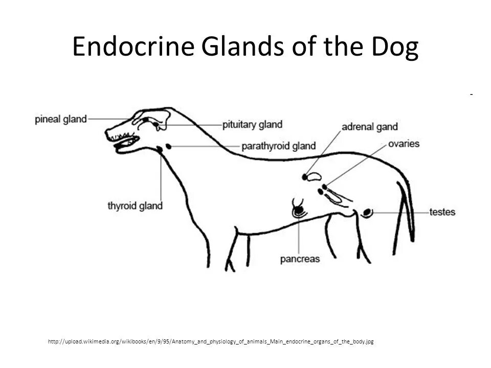 Где у собаки железы. Эндокринная система собаки. Органы эндокринной системы собаки. Лимфатическая система собаки схема. Эндокринные железы собаки.
