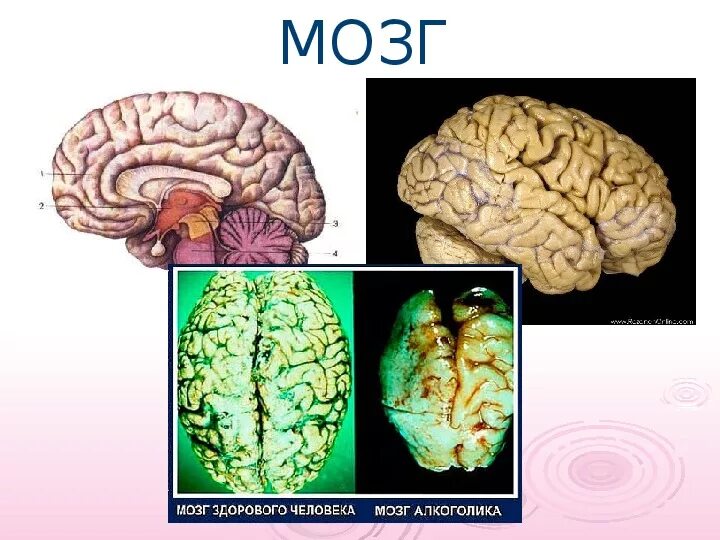 Здоровый мозг человека