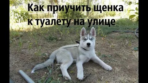 Как научить туалет на улице