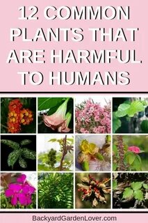 Common plants