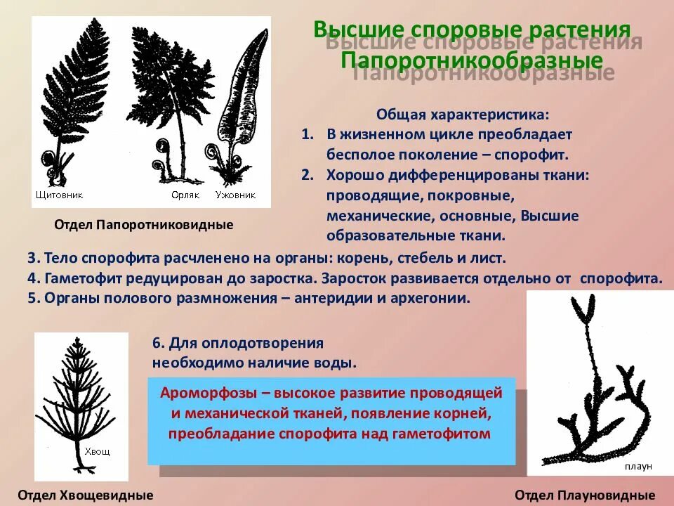 Сходство хвоща и плауна. Ароморфоз водорослей мхов папоротников. Ароморфозы хвощевидных. Ароморфозы папоротниковидных растений. Ароморфозы споровых растений.