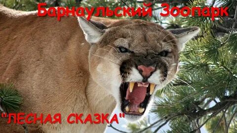 Пум пуп