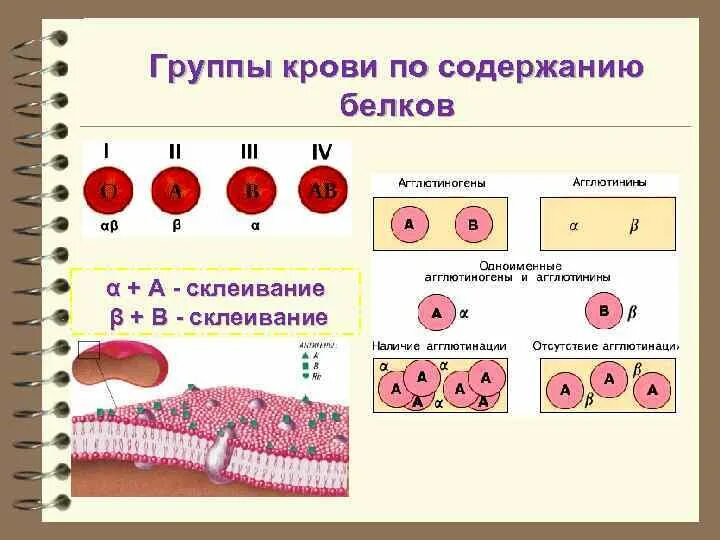 Состав внутренней среды организма рисунок. Внутренняя среда кровь тканевая жидкость. Внутренняя среда это в биологии. Схема взаимосвязи компонентов внутренней среды организма. Внутренних тел 8.