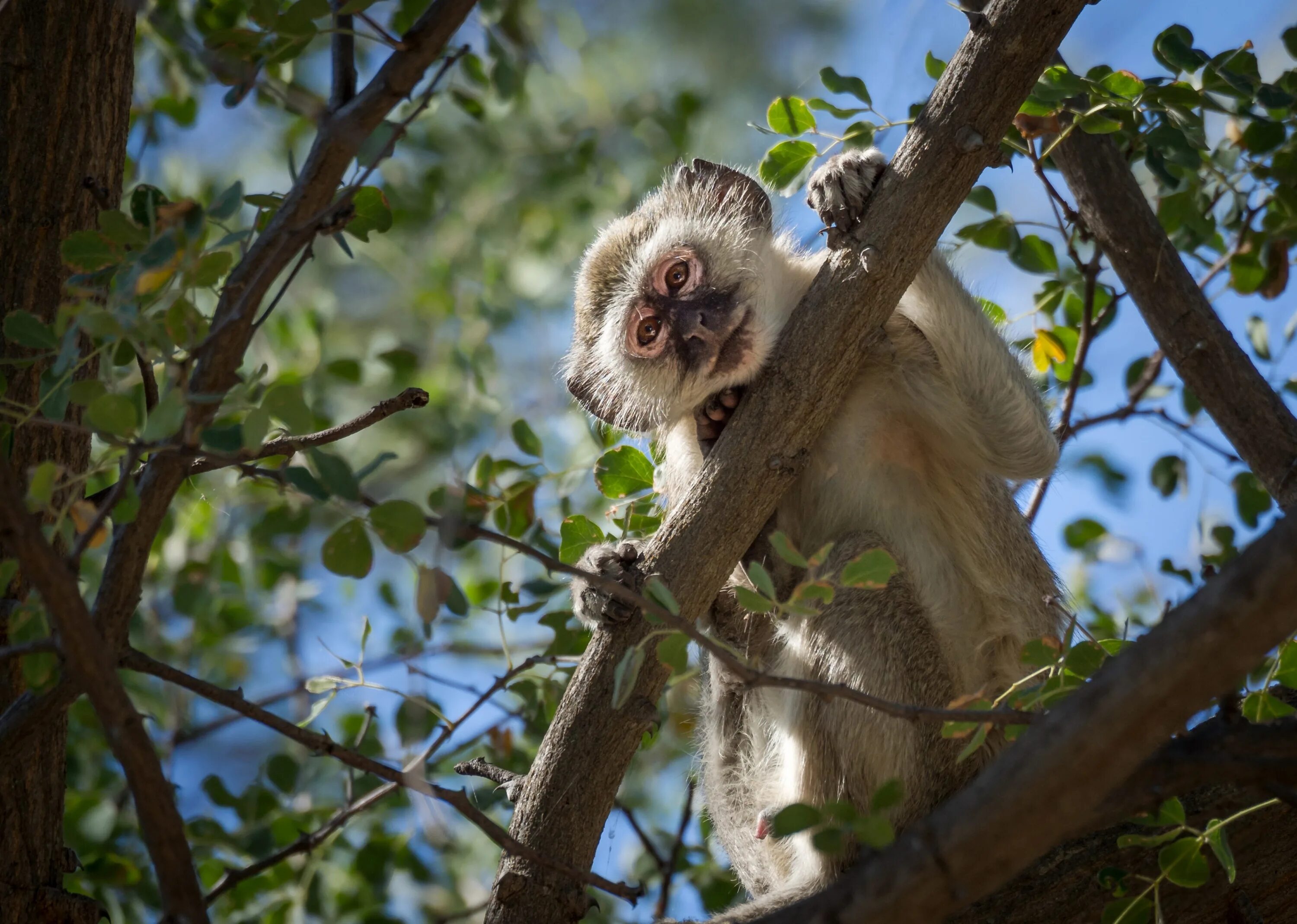 Monkeys trees